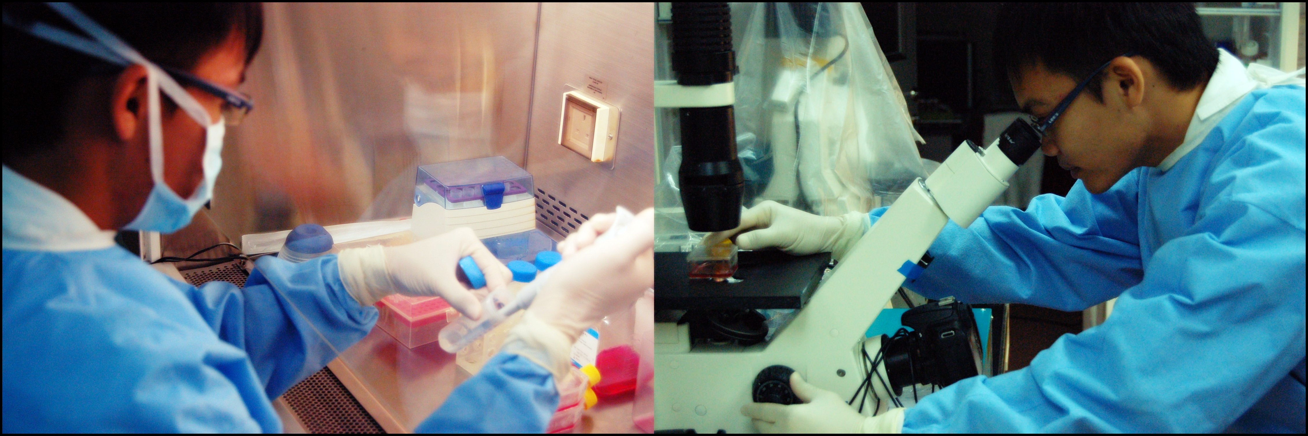 stemcell2